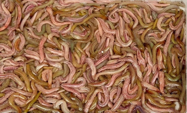 Rươi kho lối Tứ Kỳ, canh măng chua nấu rươi: Dời ôi là tuyệt! - Ảnh 2.