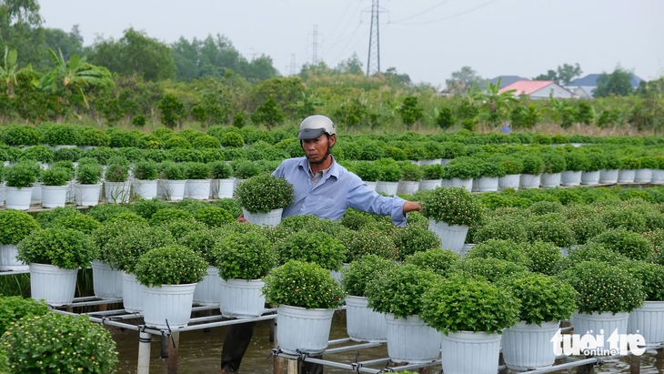 hoa Tết - Ảnh 1.