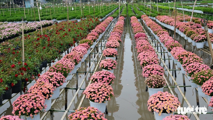 hoa Tết - Ảnh 2.