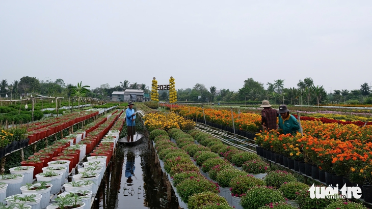 hoa Tết - Ảnh 3.