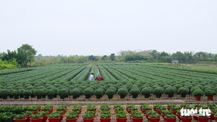 hoa Tết - Ảnh 4.