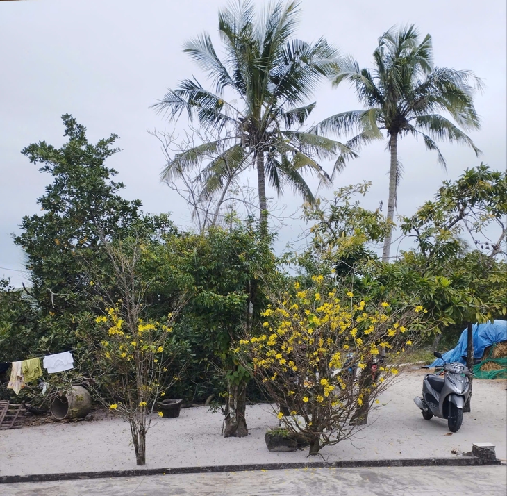  nguồn cội - Ảnh 2.