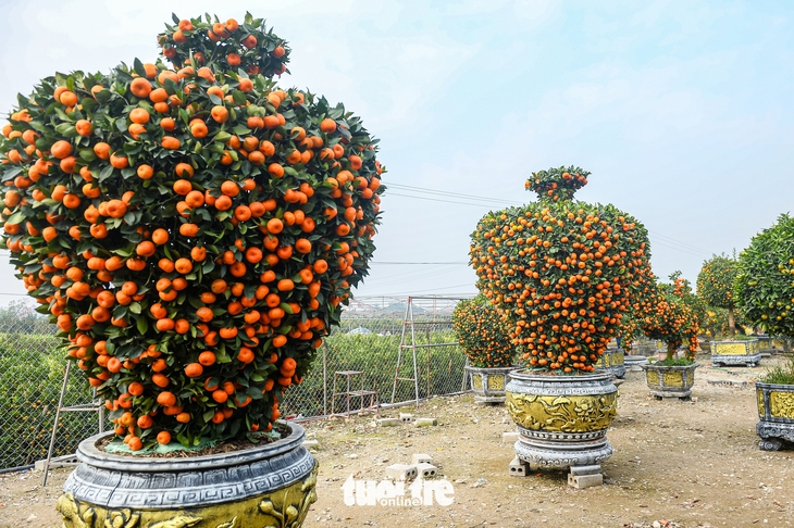 quýt hình ngựa - Ảnh 6.