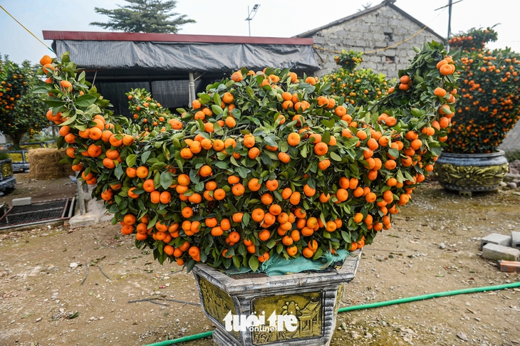 quýt hình ngựa - Ảnh 7.