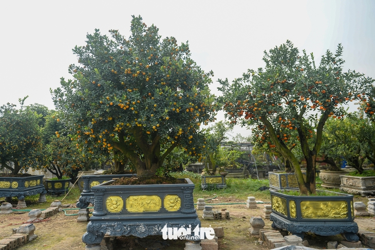 quýt hình ngựa - Ảnh 10.