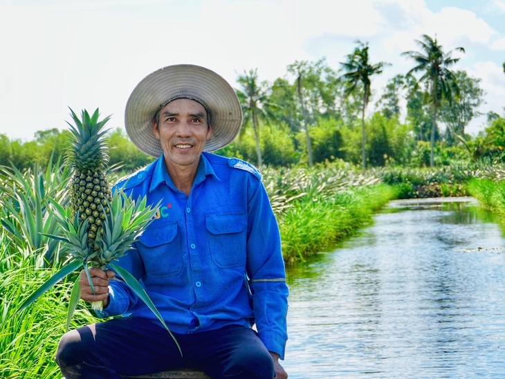 Cận Tết, giá khóm tăng vì nguồn cung thấp - Ảnh 3.