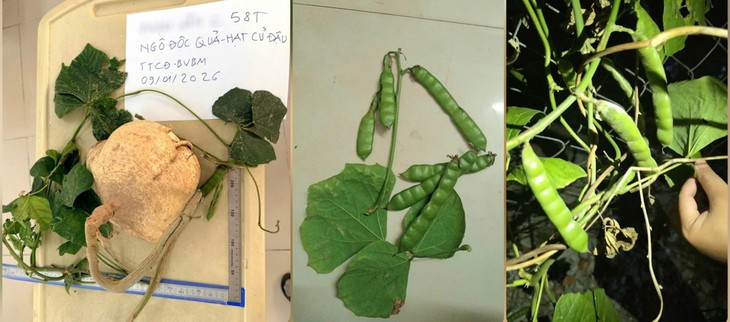 củ đậu - Ảnh 1.