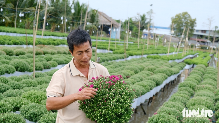 hoa Tết - Ảnh 1.