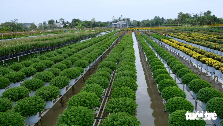 hoa Tết - Ảnh 2.