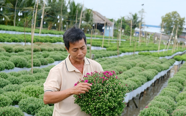 Hàng trăm nghìn chậu cúc Tết ở Quảng Ngãi được mua sạch từ khi còn "ngậm nụ" - Ảnh 2.