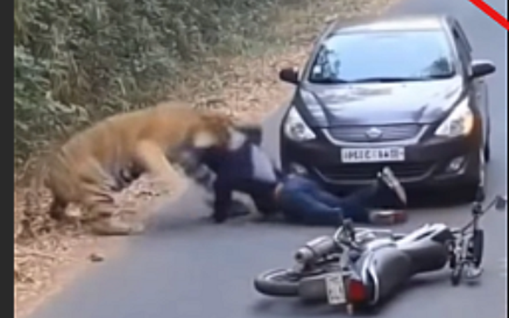 Thái Lan nêu nguyên nhân khiến 72 con hổ chết hàng loạt - Ảnh 2.