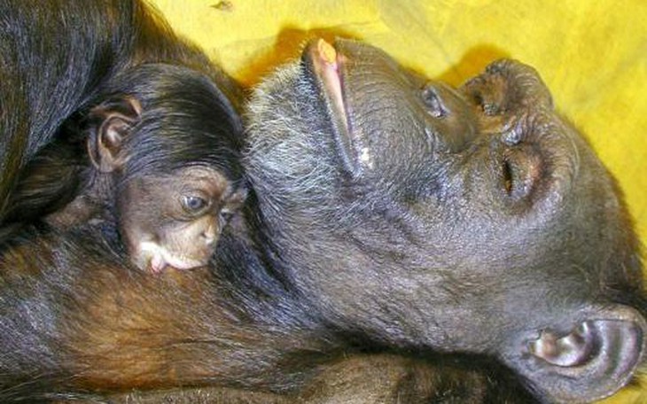  "Tiệc trà giả bộ" hé lộ trí tưởng tượng của tinh tinh lùn - Ảnh 3.