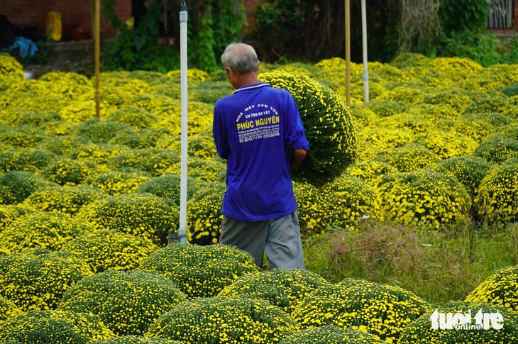 cúc mâm xôi - Ảnh 3.