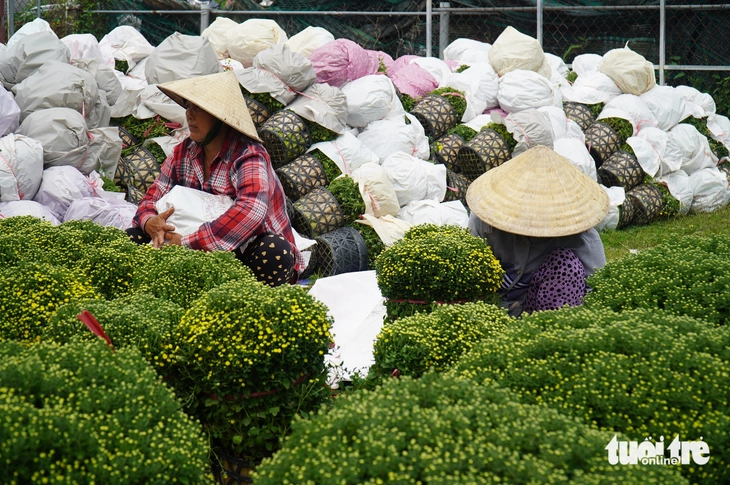 Cúc mâm xôi nở sớm, giá 140.000 đồng/cặp vẫn khó bán - Ảnh 5.