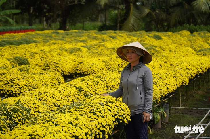 Cúc mâm xôi nở sớm, giá 140.000 đồng/cặp vẫn khó bán - Ảnh 6.