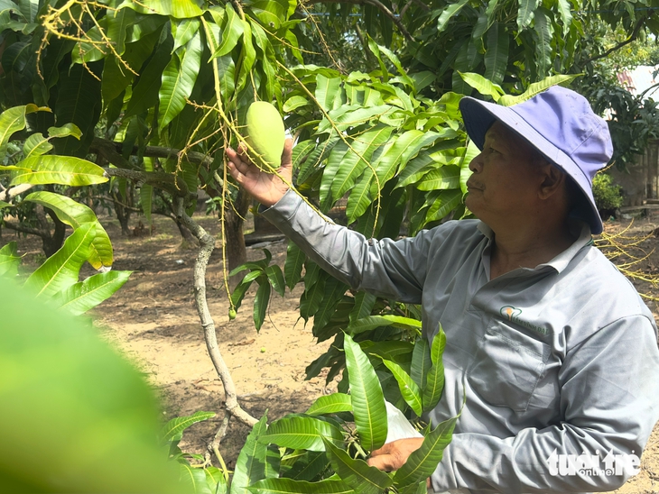 Giá xoài tăng cao dịp cận Tết nhưng nhà vườn vẫn ‘khó lời’ - Ảnh 3.