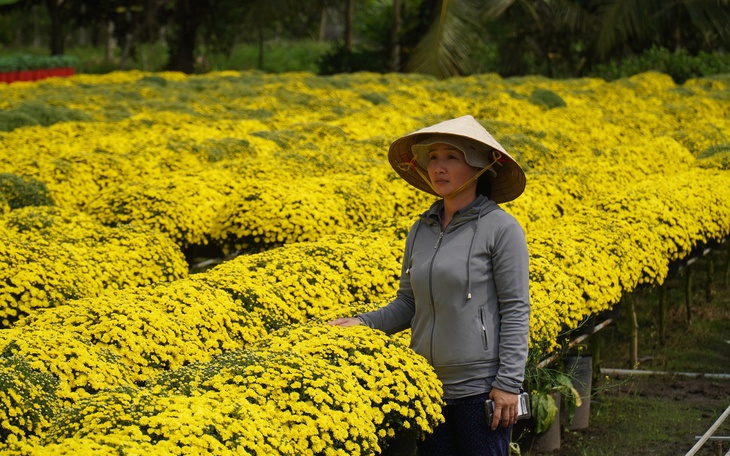 Bí thư và phó chủ tịch xã Chợ Lách livetream bán cúc mâm xôi giúp nhà vườn - Ảnh 10.