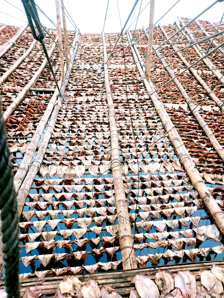 Giá mực khô tăng cao kỷ lục suốt nhiều tháng, ngư dân phấn khởi - Ảnh 3.