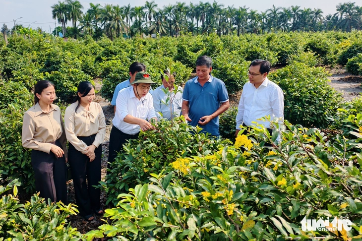 mai vàng - Ảnh 2.