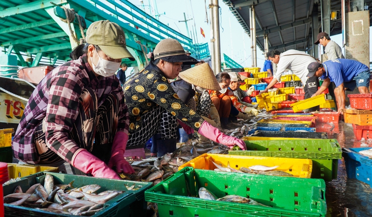 Ngư dân Tây Cà Mau trúng cá biển cuối năm, nhiều tàu thu cả tỉ đồng mỗi chuyến - Ảnh 5.