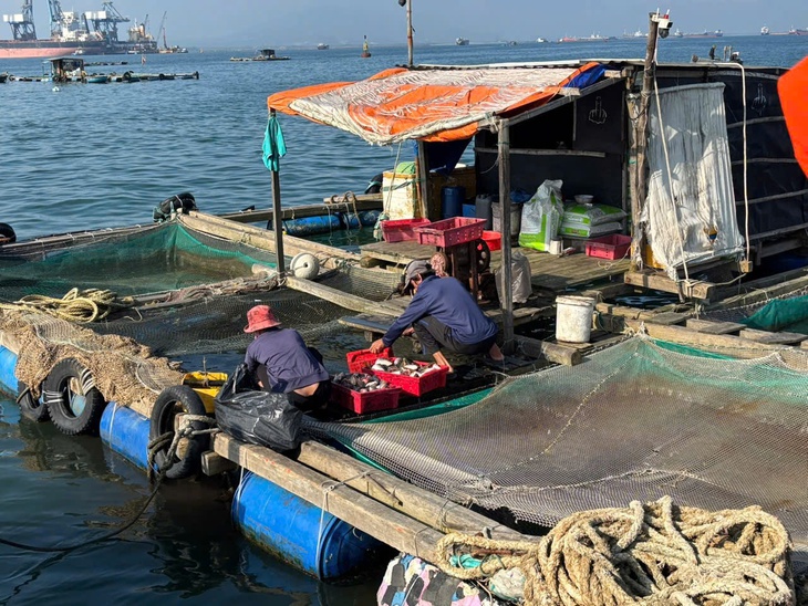 Lồng bè nuôi thủy sản 'tạm trú' kéo dài lấn luồng hàng hải cảng Dung Quất - Ảnh 3.