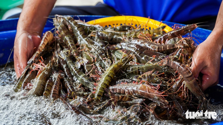 TÔM KHÔ - Ảnh 2.