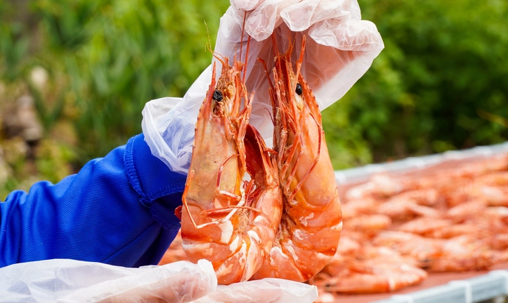 Nông dân Cà Mau 'vần công' thu hoạch tôm càng ăn Tết - Ảnh 2.