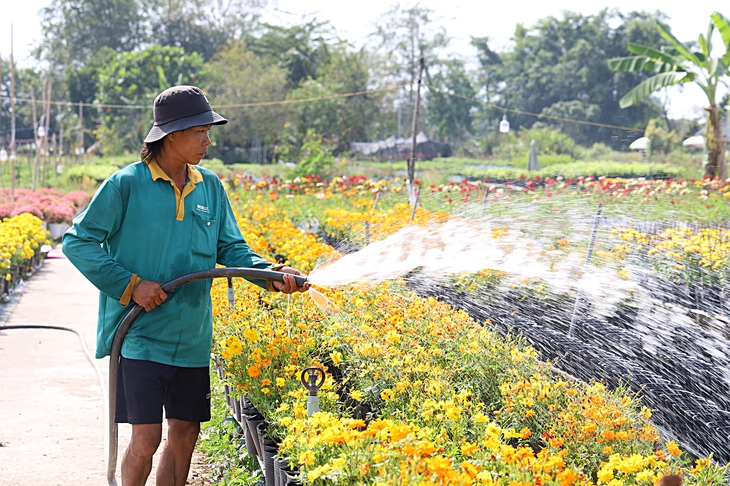 hoa Sa Đéc - Ảnh 3.