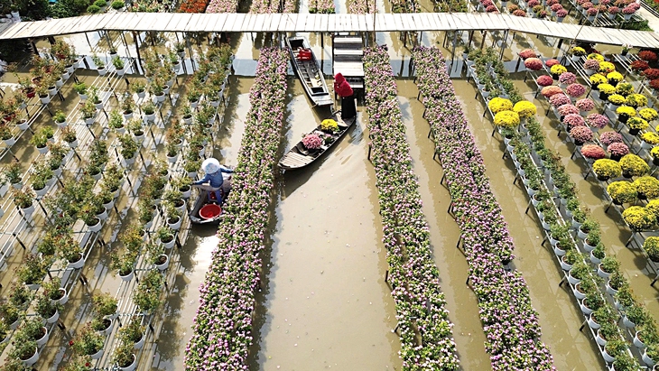 hoa Sa Đéc - Ảnh 5.