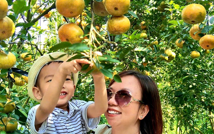 Quýt hồng Lai Vung được khách du lịch chốt đơn sớm hàng chục tấn trái - Ảnh 5.