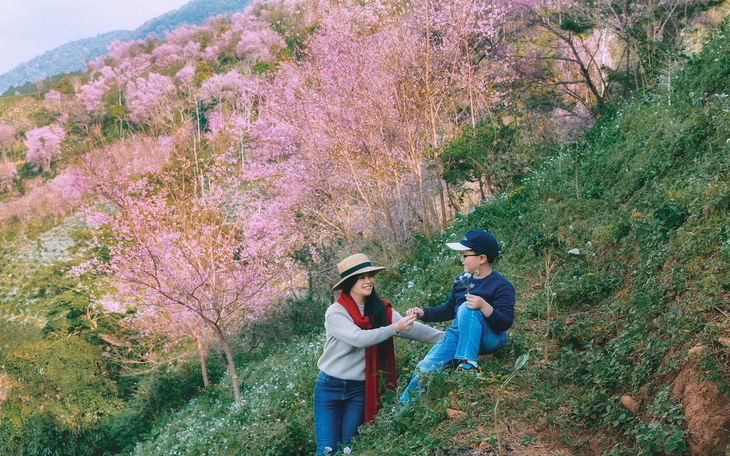 Đà Lạt mùa này đẹp đến lạ: cỏ tuyết ‘hẹn hò” với mai anh đào - Ảnh 2.