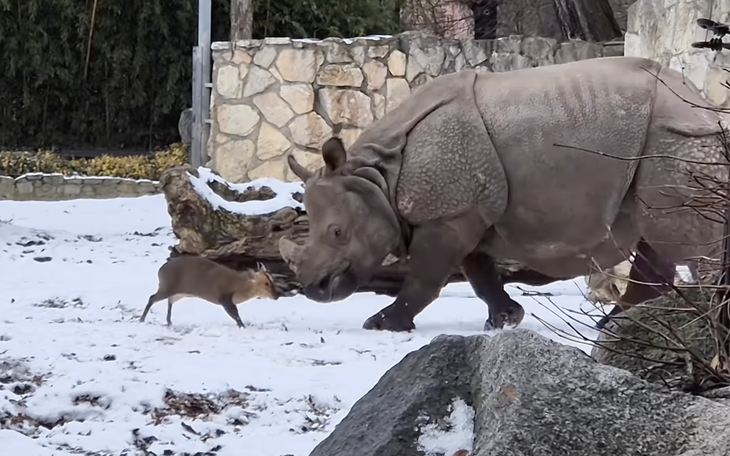 Thực hư chuyện người cắm trại sống sót nhờ hai con sói giữa băng tuyết - Ảnh 2.