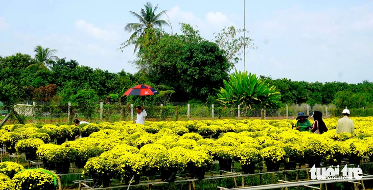 Người trồng cúc mâm xôi ở miền Tây nỗ lực đưa hoa ra chợ Tết sớm - Ảnh 2.