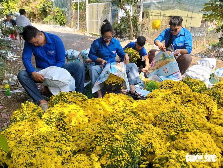 Người trồng cúc mâm xôi ở miền Tây nỗ lực đưa hoa ra chợ Tết sớm - Ảnh 4.