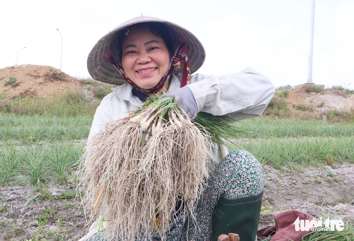 Tất bật thu hoạch kiệu Tết, nông dân Đà Nẵng vui vì được mùa, giá ổn - Ảnh 3.
