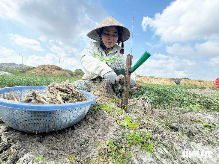 Tất bật thu hoạch kiệu Tết, nông dân Đà Nẵng vui vì được mùa, giá ổn - Ảnh 8.