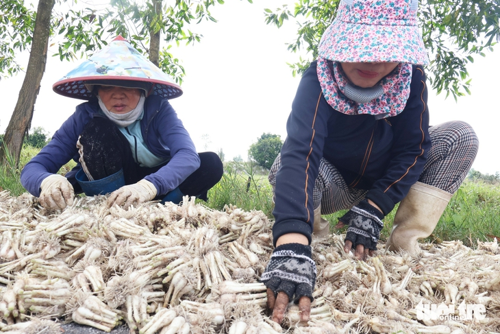 Tất bật thu hoạch kiệu Tết, nông dân Đà Nẵng vui vì được mùa, giá ổn - Ảnh 10.