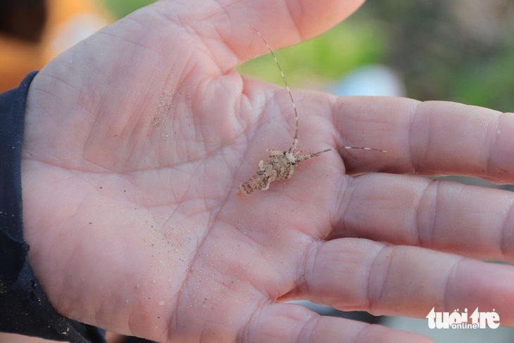 Vào mùa tôm hùm giống, ngư dân Đà Nẵng thu bộn tiền mỗi ngày - Ảnh 4.