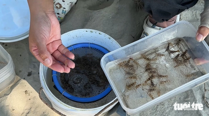 tôm hùm giống - Ảnh 6.