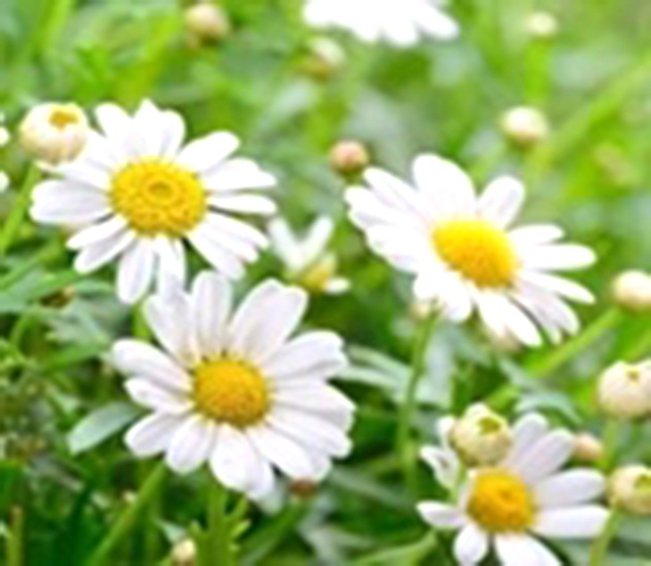 thảo dược - Ảnh 5.