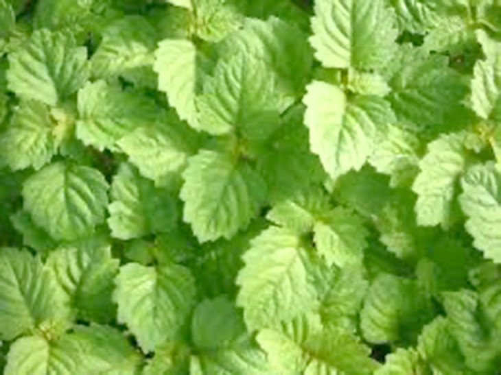 thảo dược - Ảnh 2.