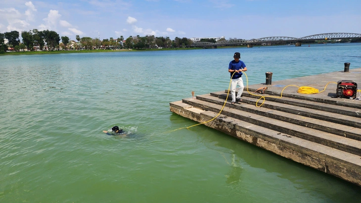 cây vàng - Ảnh 2.