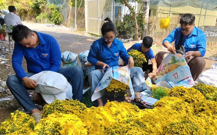 Cúc mâm xôi nở sớm: Người gắng cứu, người đành nhổ bỏ để "cắt lỗ" - Ảnh 7.