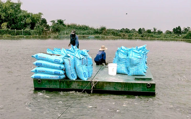 Giá cá tra tăng, người nuôi phấn khởi nhưng lo “nút thắt” con giống - Ảnh 5.