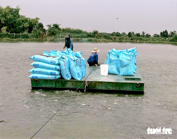 Giá cá tra 'lập đỉnh' từ con giống đến cá thịt - Ảnh 2.