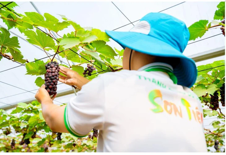 Sơn tiên - Ảnh 2.