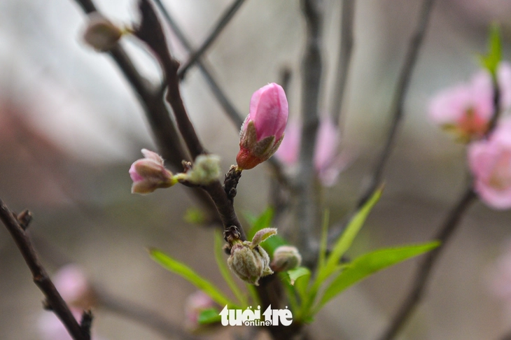 đào rừng - Ảnh 4.