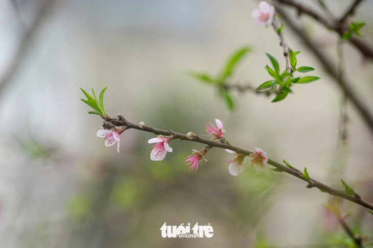 đào rừng - Ảnh 5.