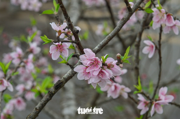 đào rừng - Ảnh 6.