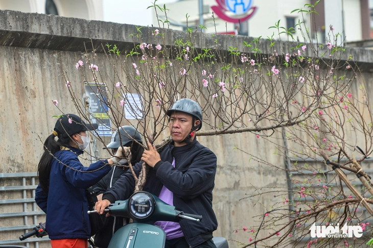 đào rừng - Ảnh 9.